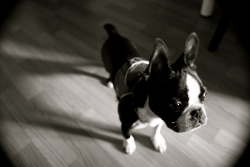 Boston Terrier Dogs HD Wallpaper Car Pictures