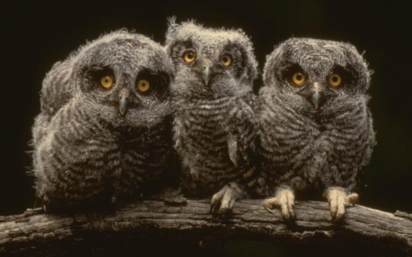 Young Owls Wallpaper Photo And All
