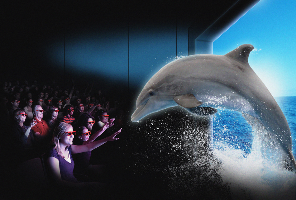 Dolphins Wallpaper 3d Dolphin