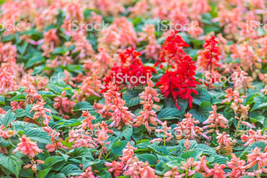 Red Salvia Splendens Bush On Flowerbed Background