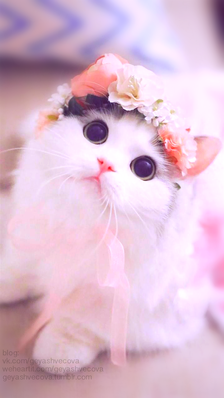Very Beautiful Cute Cat Wallpaper Teahub Io