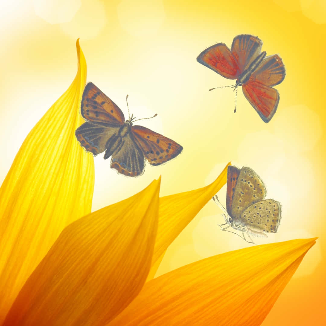 Sunflower Petals Butterflies Wallpaper