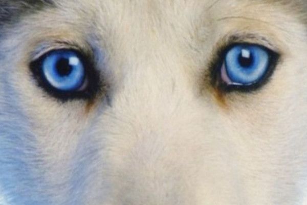 Wolf iPhone Wallpaper