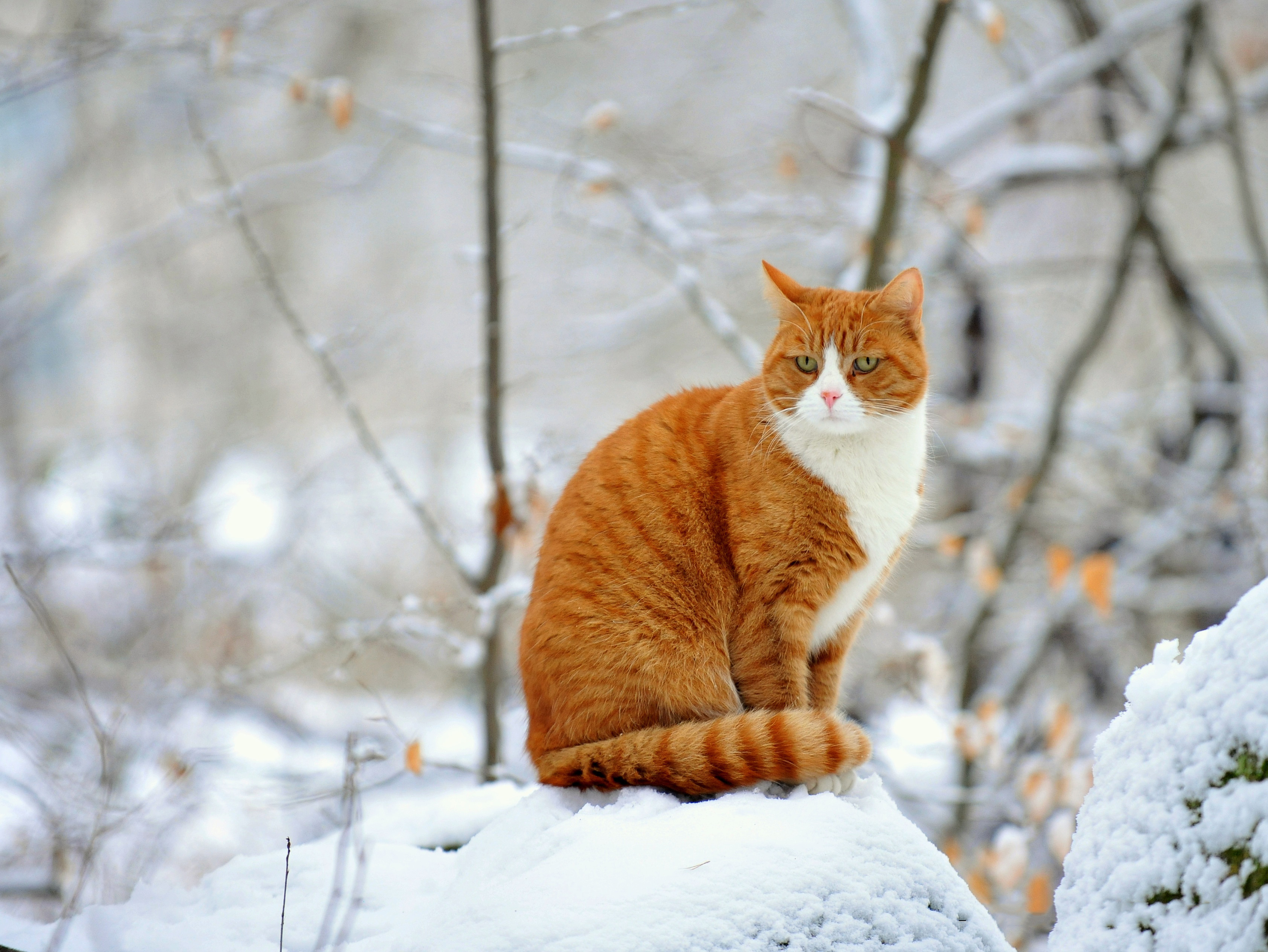 Cat sitting on a snowbank in winter wallpapers and images   wallpapers 3366x2526
