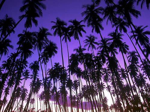 Purple Palm Trees Photo Sharing
