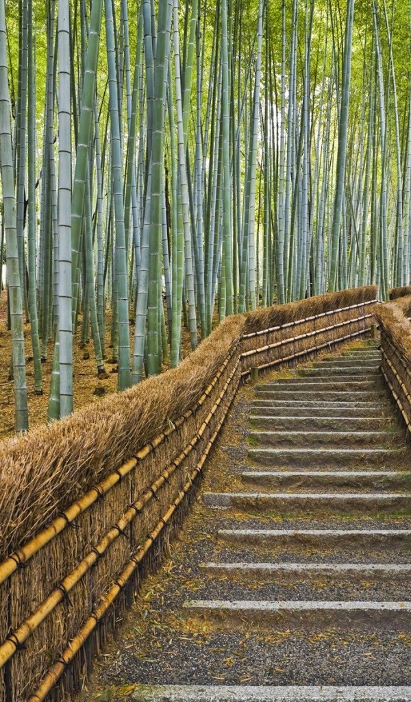 Tablet Wallpaper Amazon Kindle Fire Bamboo Forest