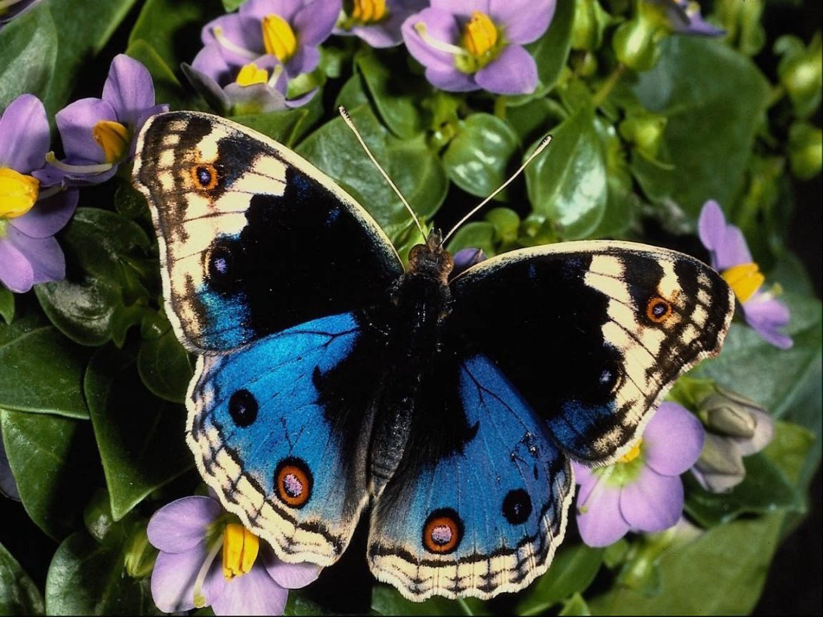 Amazing Natural Picture Seeneries Wallpaper Sceneries Photos Animals