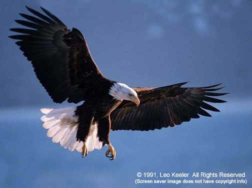American Bald Eagles Wildlife Screen Savers With Personality Tm