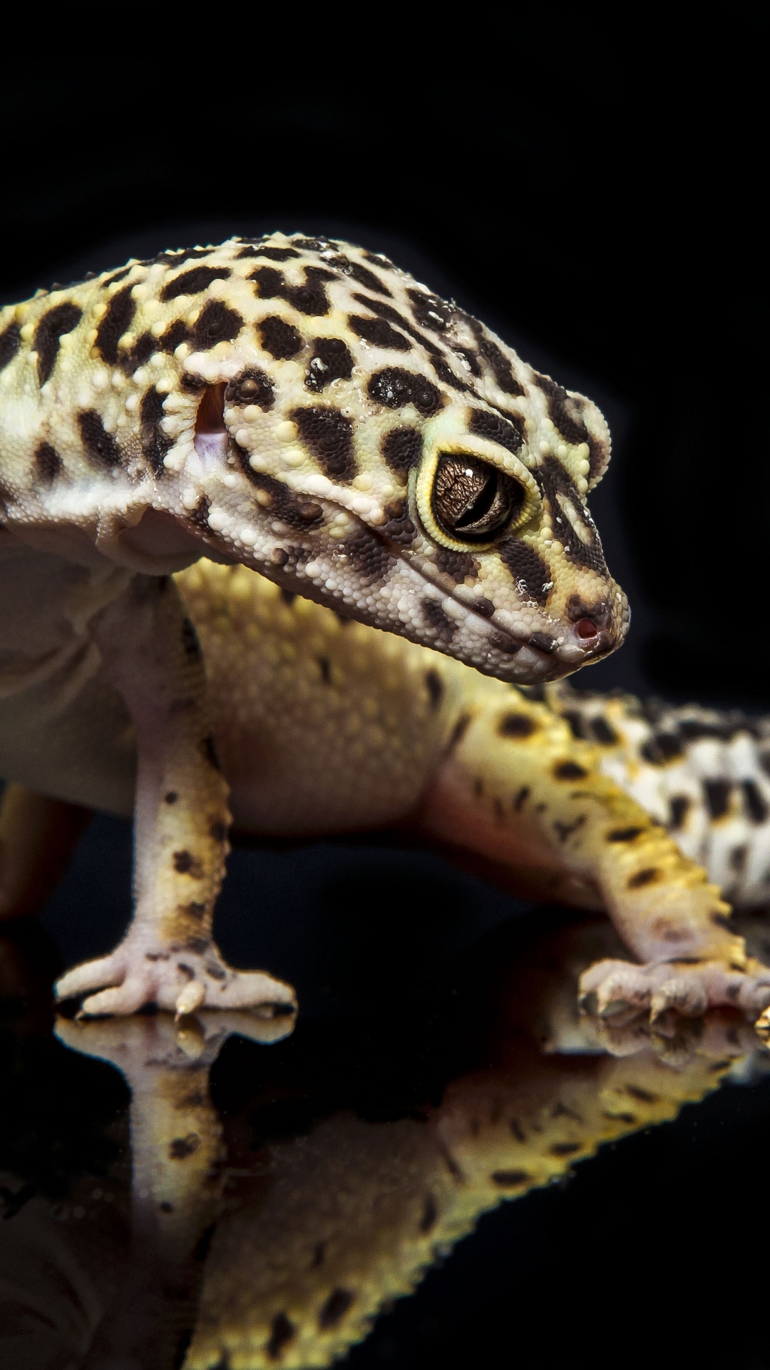Animal Leopard Gecko Wallpaper Id