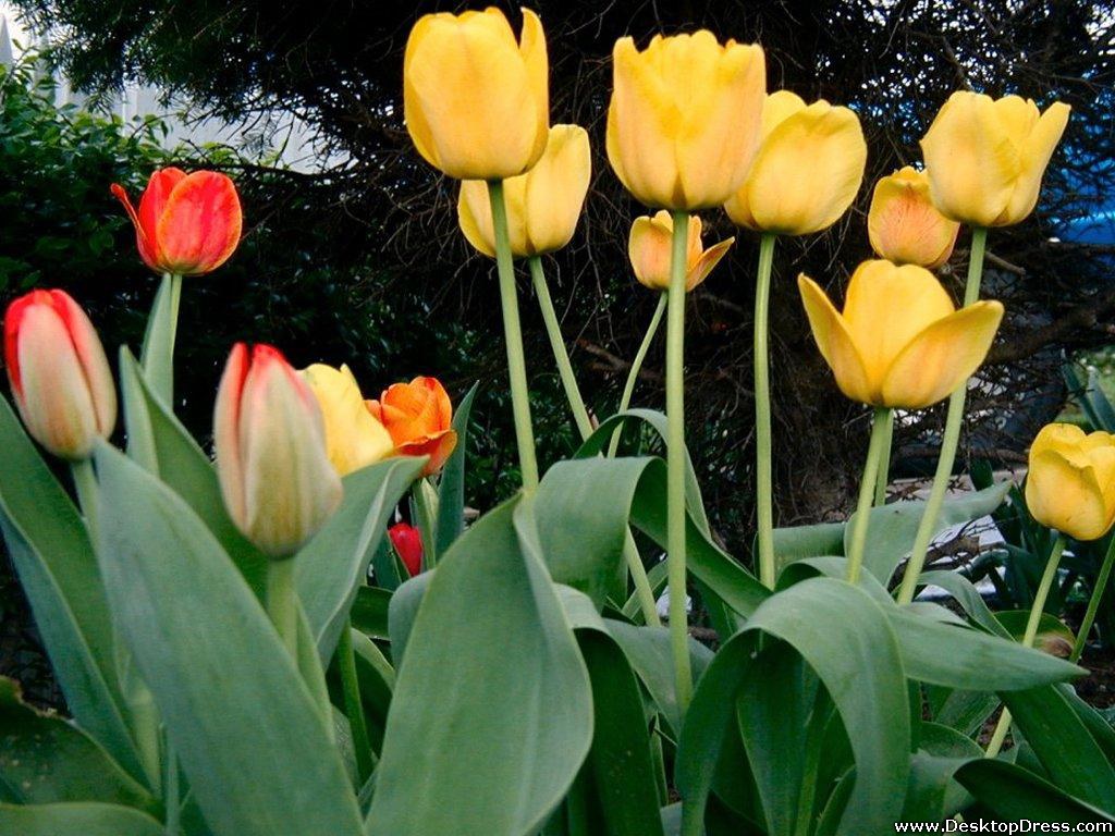 Desktop Wallpaper Flowers Background Yellow Tulips