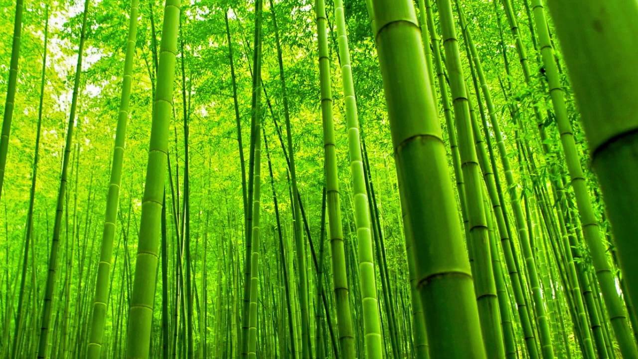 Mindfulness Bamboo Wallpaper Desktop Background
