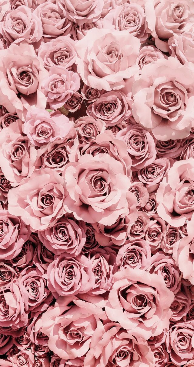 31 Pink Roses Phone Wallpapers On Wallpapersafari - Hd Rose Wallpapers For Android Phone