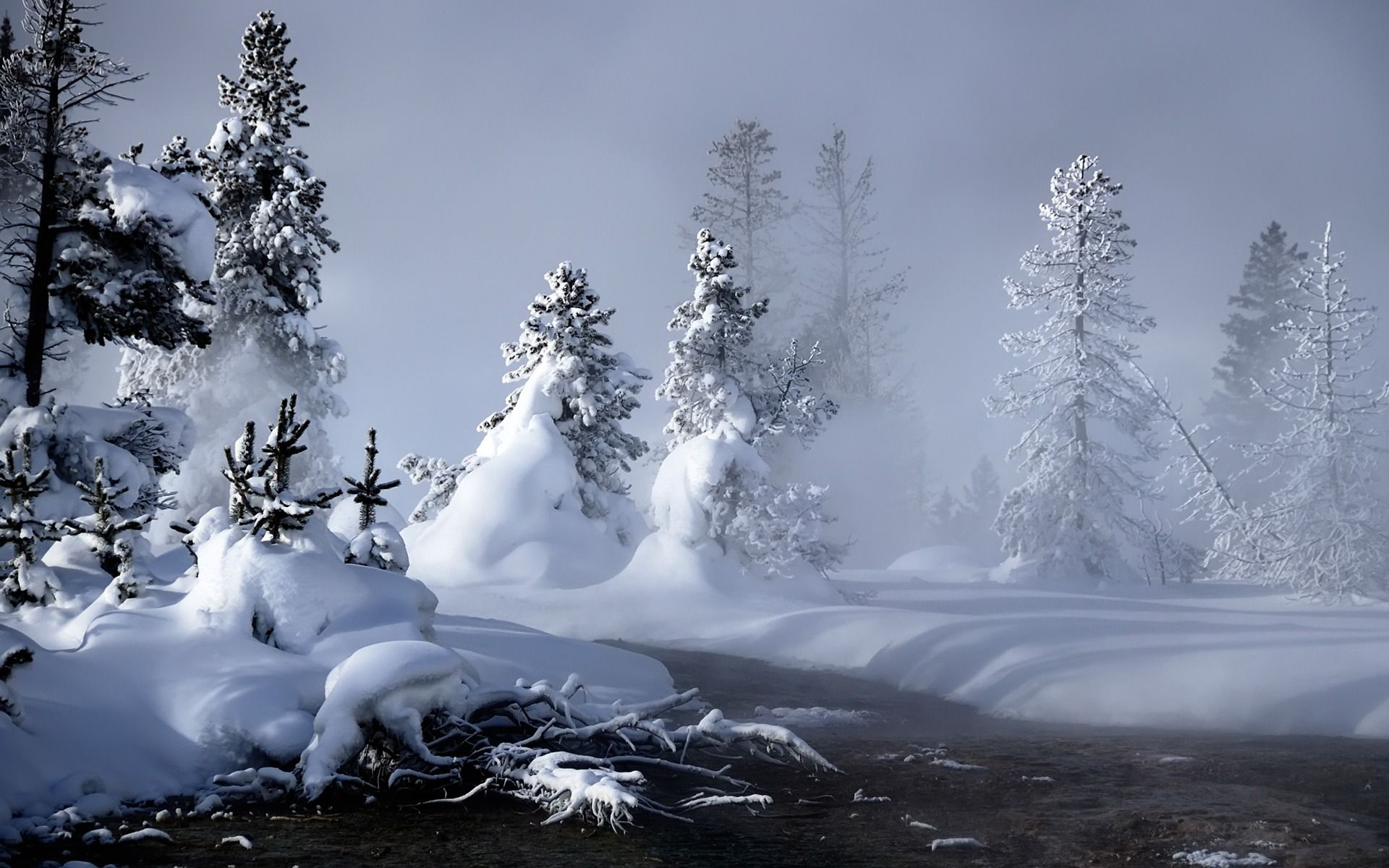 Mystic Animal Pics Winter Forest X