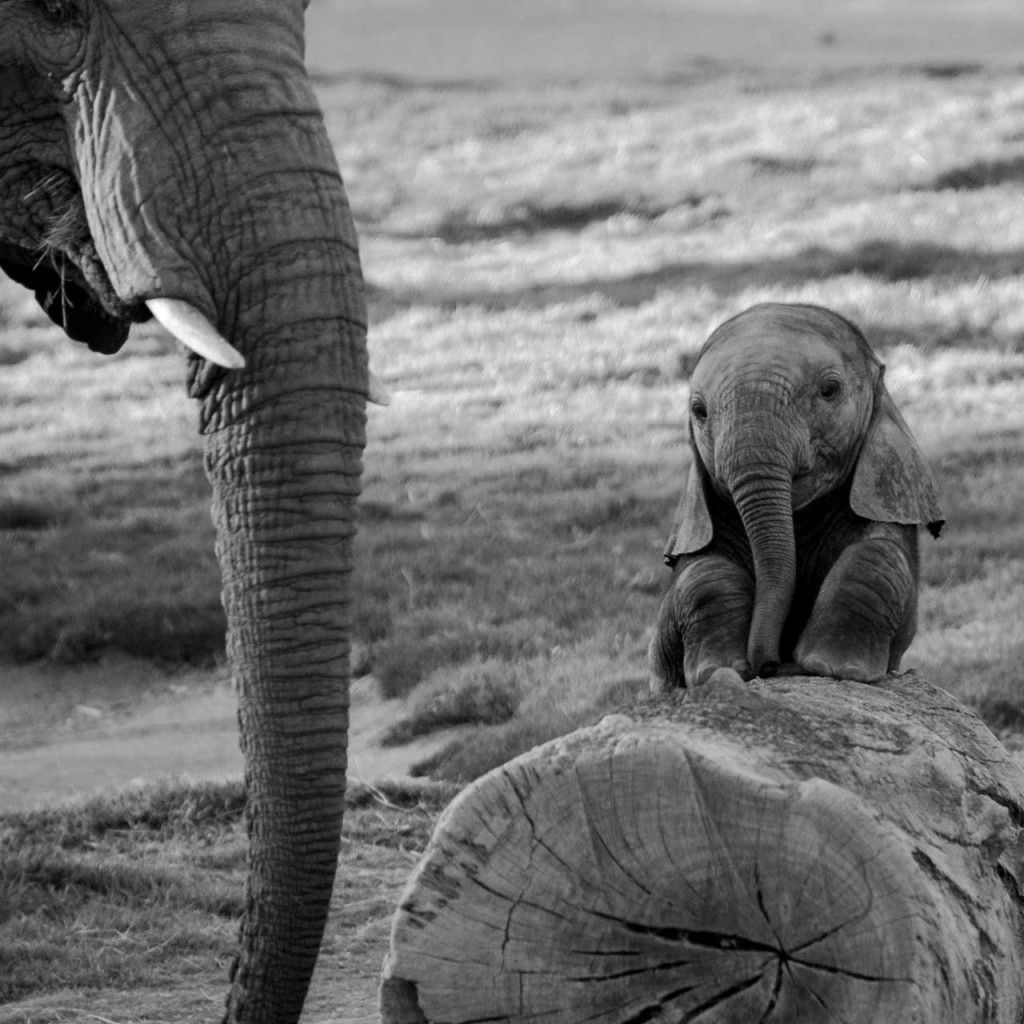 Black And White Photo Baby Elephant Wallpaper Pure Heart