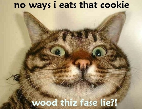 Lolcats Desktop Wallpaper