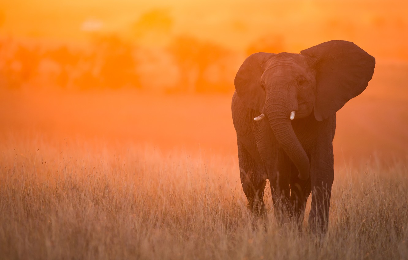 Wallpaper Sunset Elephant Kenya Masai Mara Image For Desktop