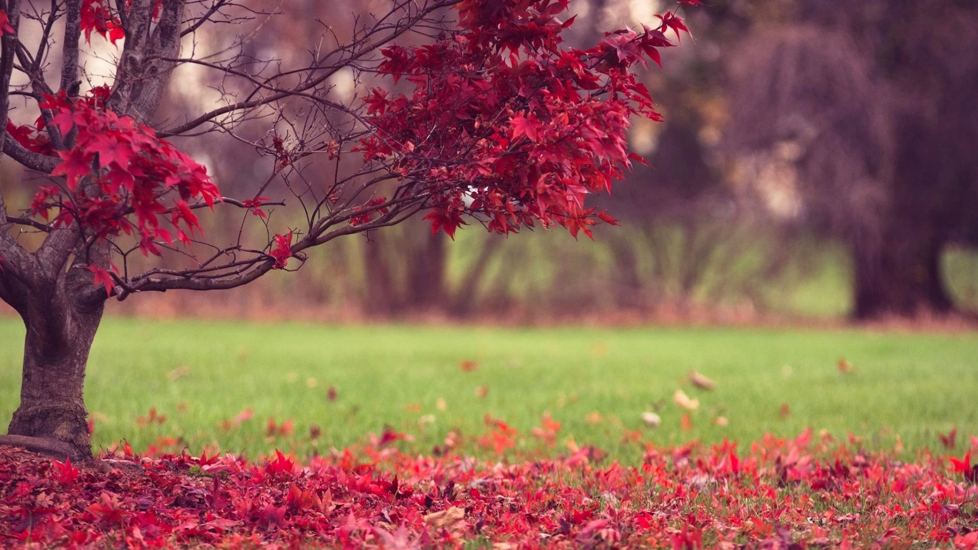 A vibrant Japanese maple tree in autumn, showcasing its deep red leaves against a backdrop of a serene green lawn, blanketed with fallen crimson foliage