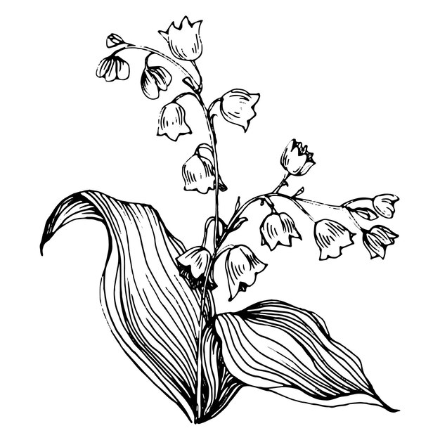 Lily Valley By Hand Drawing Maylily Floral Logo Tattoo Wallpaper