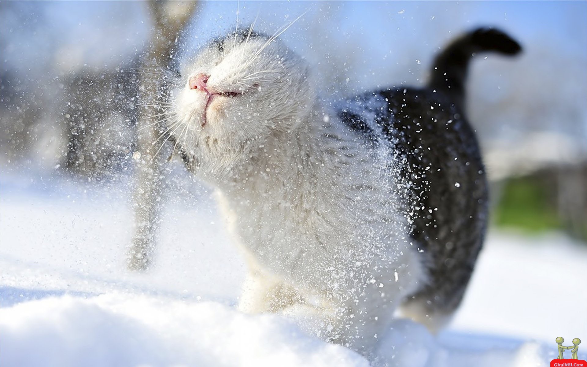 Beautiful Russian Cat HD Wallpaper
