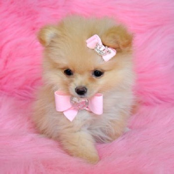 These Cute And Adorable Male Female Pomeranian Puppies Are For