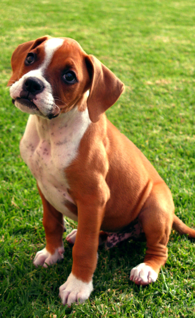 Boxer Puppies Are The Cutest Styli Wallpaper