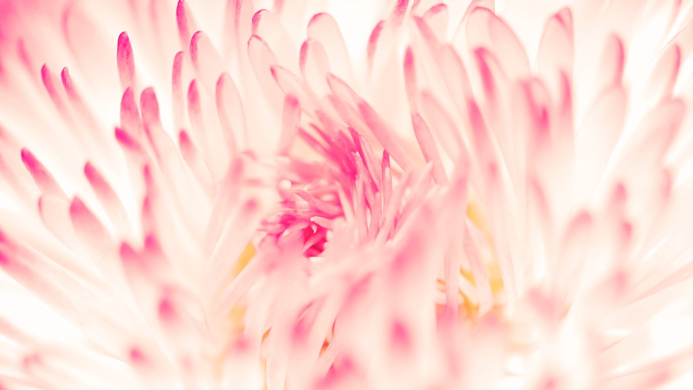 Pink Daisy Flower Wallpaper 1366x768