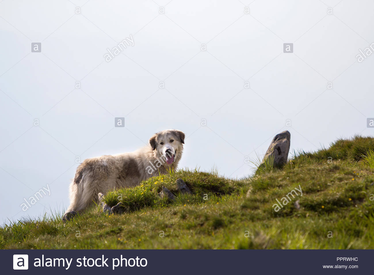 Big White Shaggy Grown Clever Shepherd Dog Standing Alone On Steep