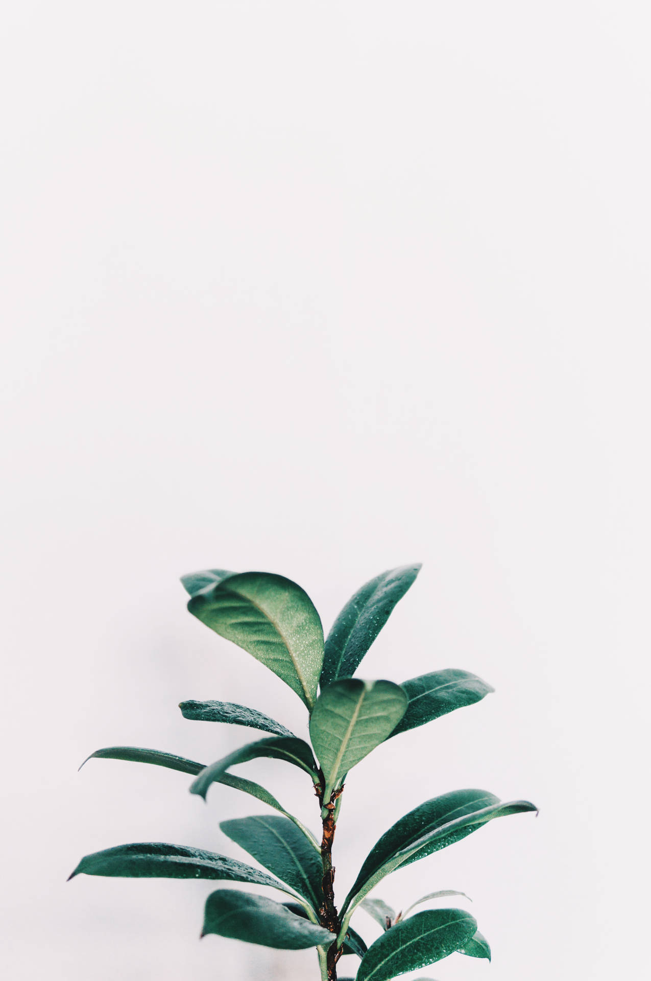 Sage Green Wallpaper