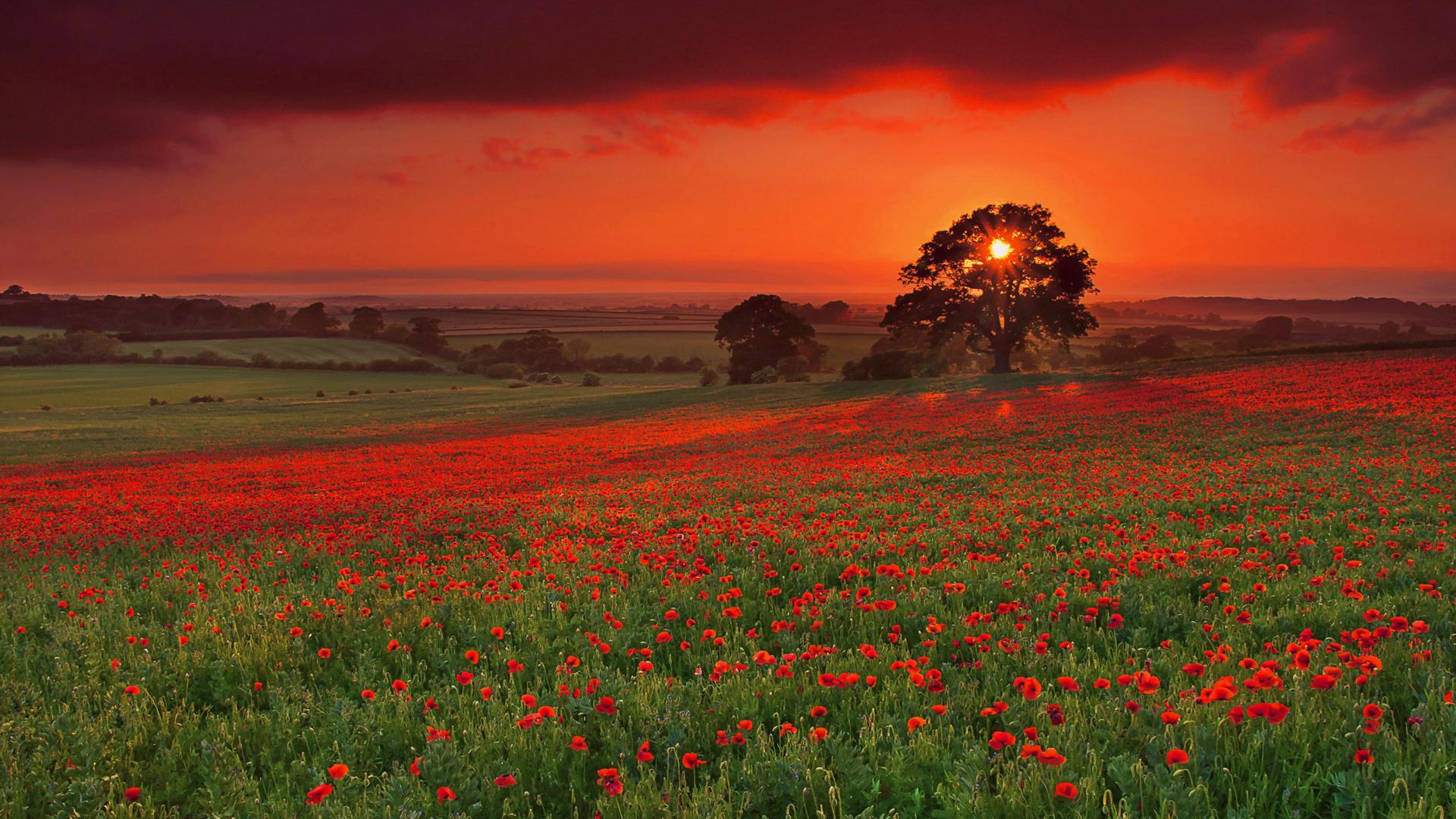 Red Poppy Flower Field In Sunset HD Wallpaper