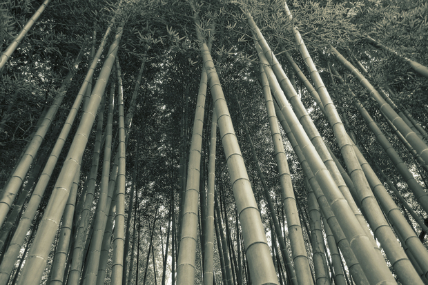 Bamboo Forest Wall Mural Photo Wallpaper Photowall