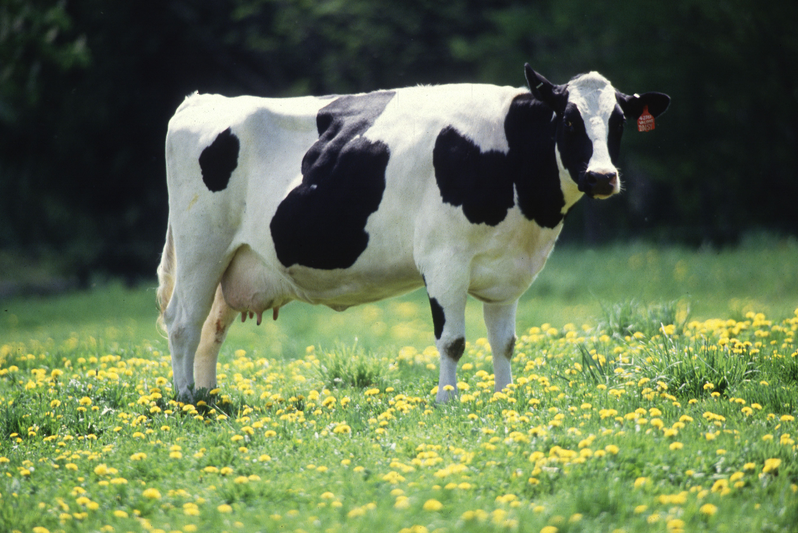 Description Cow Female Black White Jpg