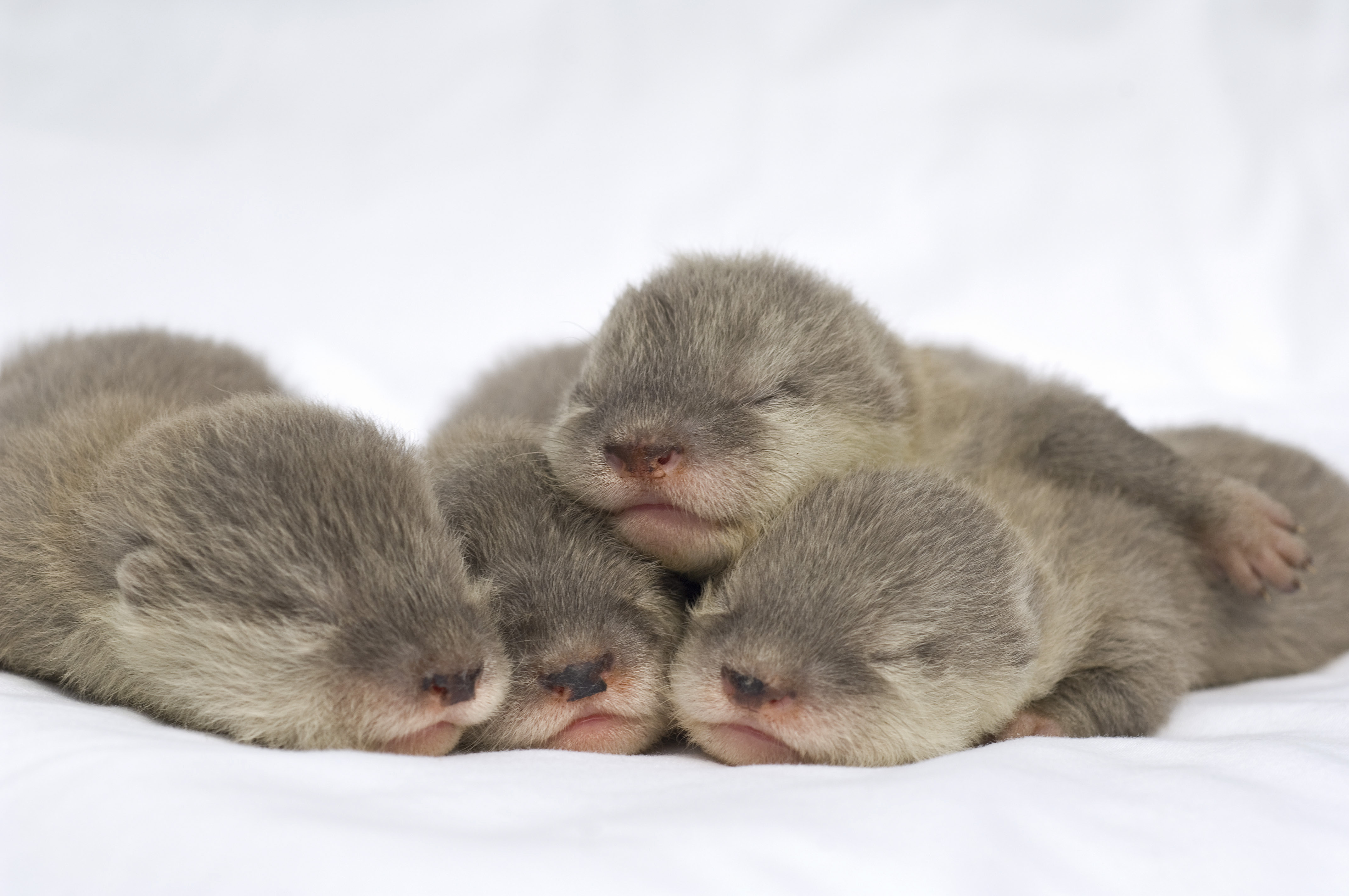 Four adorable baby otters cuddling together for a nap on a soft white surface