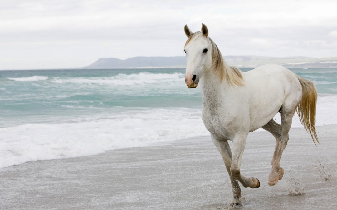 High Definition Wallpaper White Horses On Beach Pictures