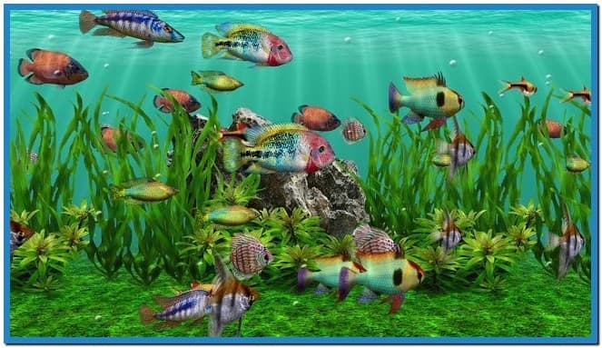 3d aquarium screensaver hd   Download free