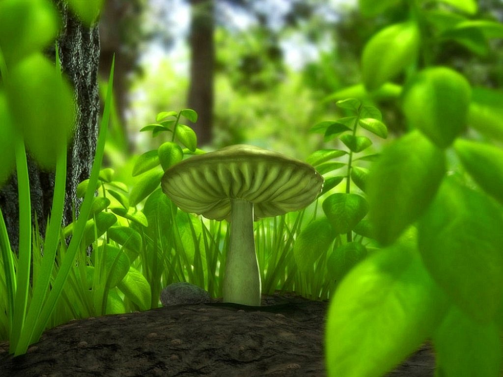WnP Wallpapers Pictures Green Mushroom Wallpaper