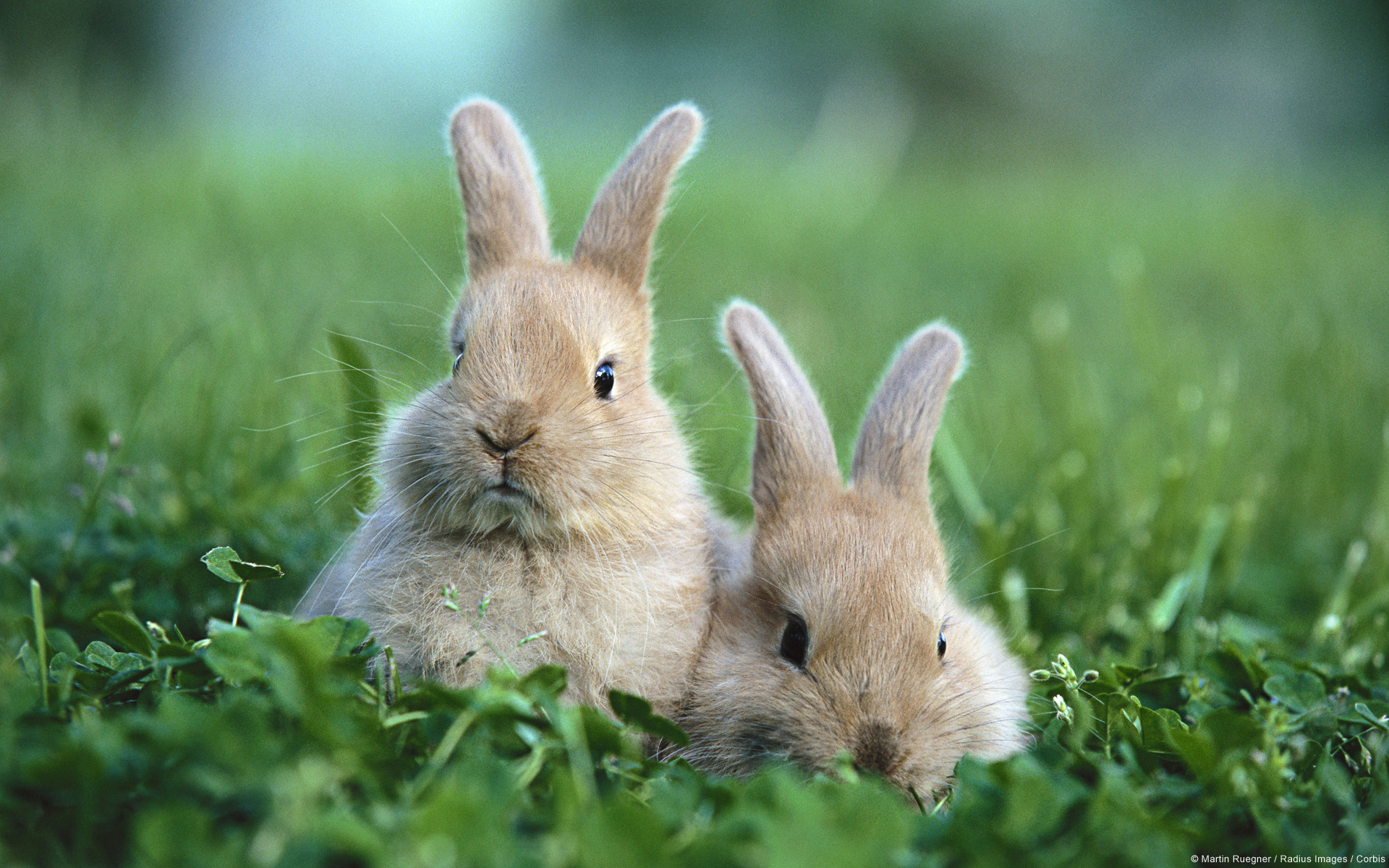 Cute Baby Rabbits Wallpaper HD Background Image