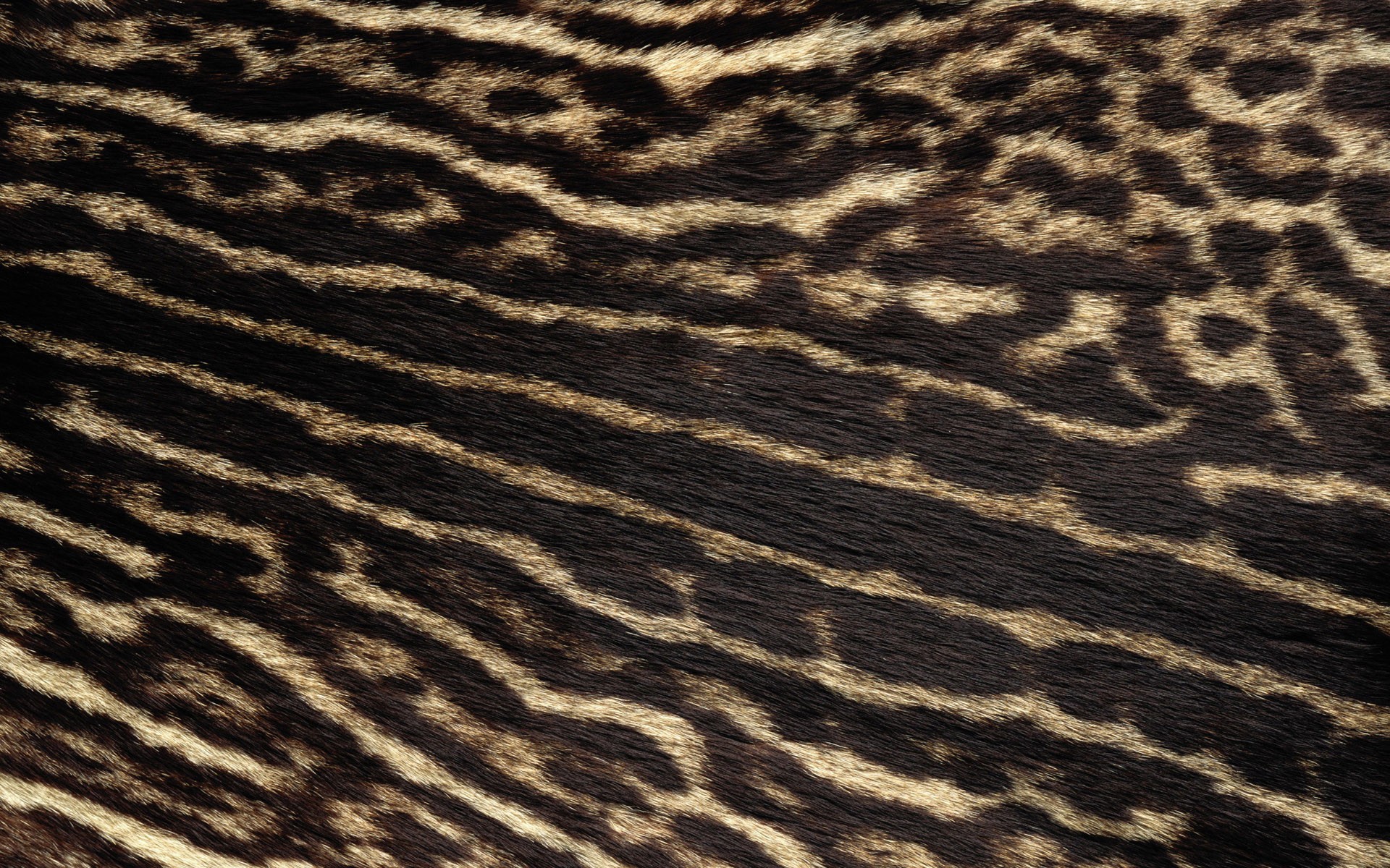 Fur Wallpaper Real Leopard Myspace Background