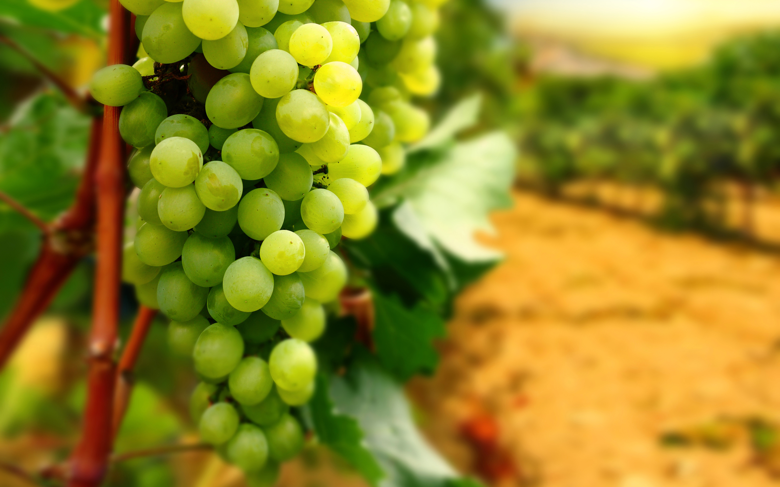 Grapes Wallpaper
