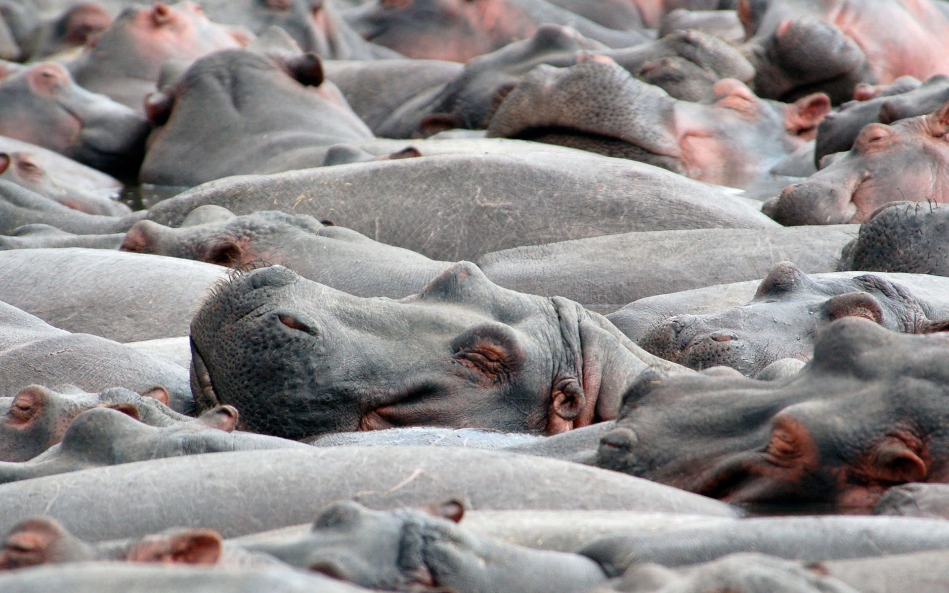 Hippopotamus Wallpaper For iPad