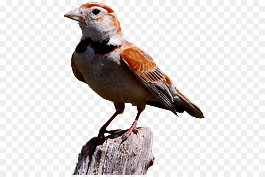 Chinese Background Png Transparent Lark