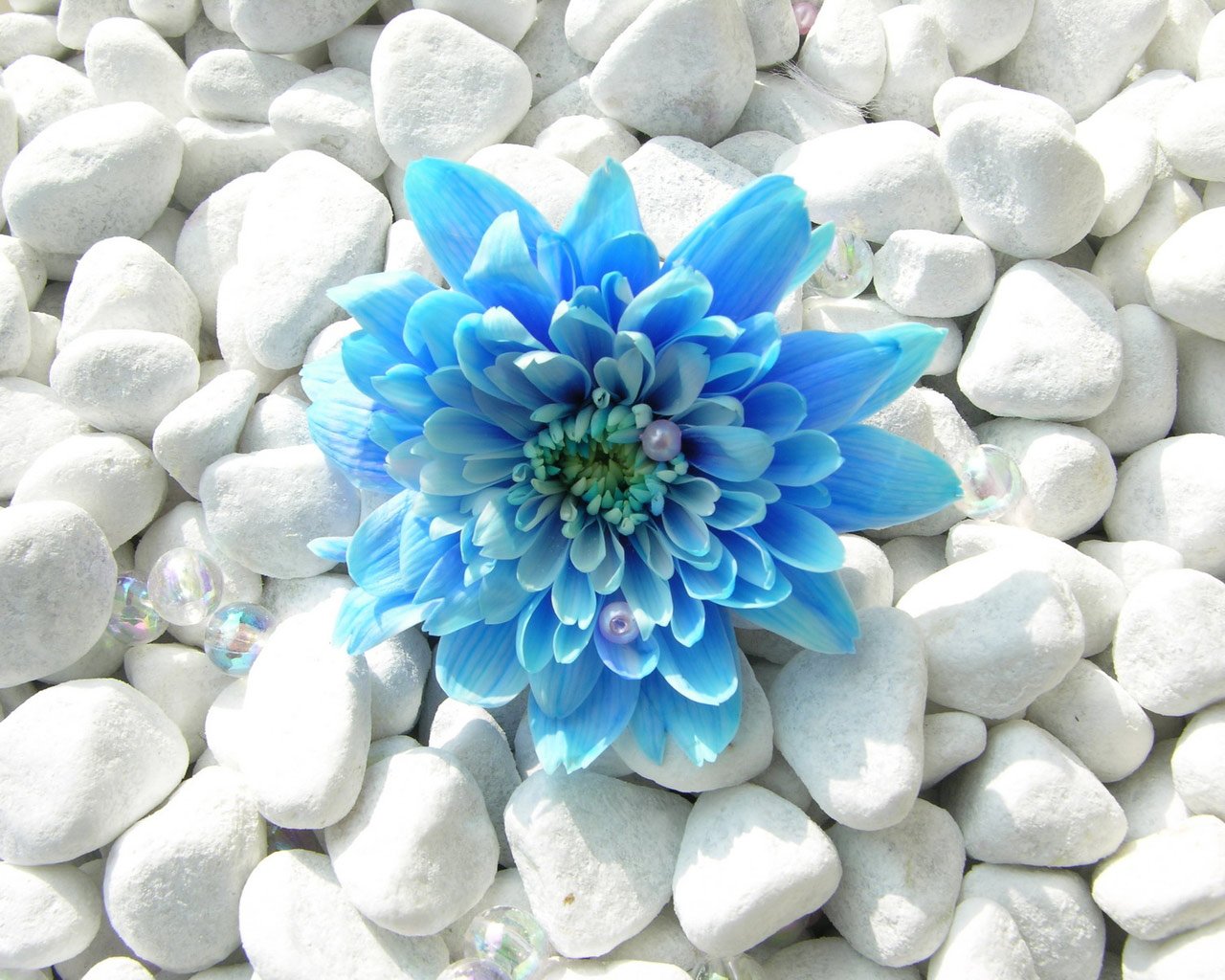 Wallpapers Of Blue Flowers Blue Flower