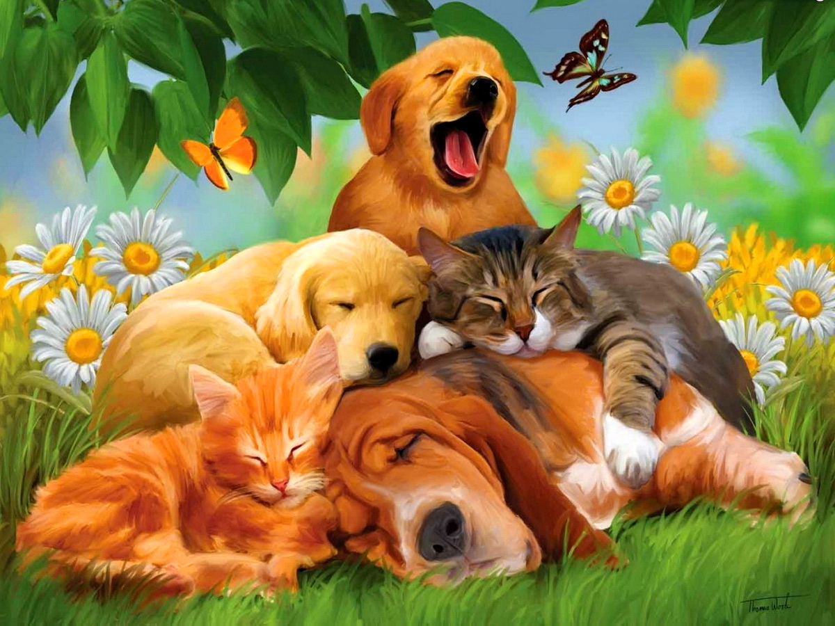 Cool Animals Dogs Cats Desktop HD Wallpaper Stylish