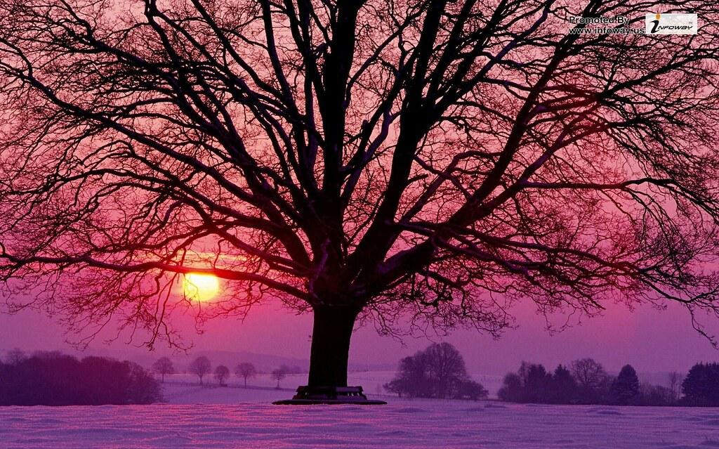 Winter Tree Pink Sunset Desktop Wallpaper