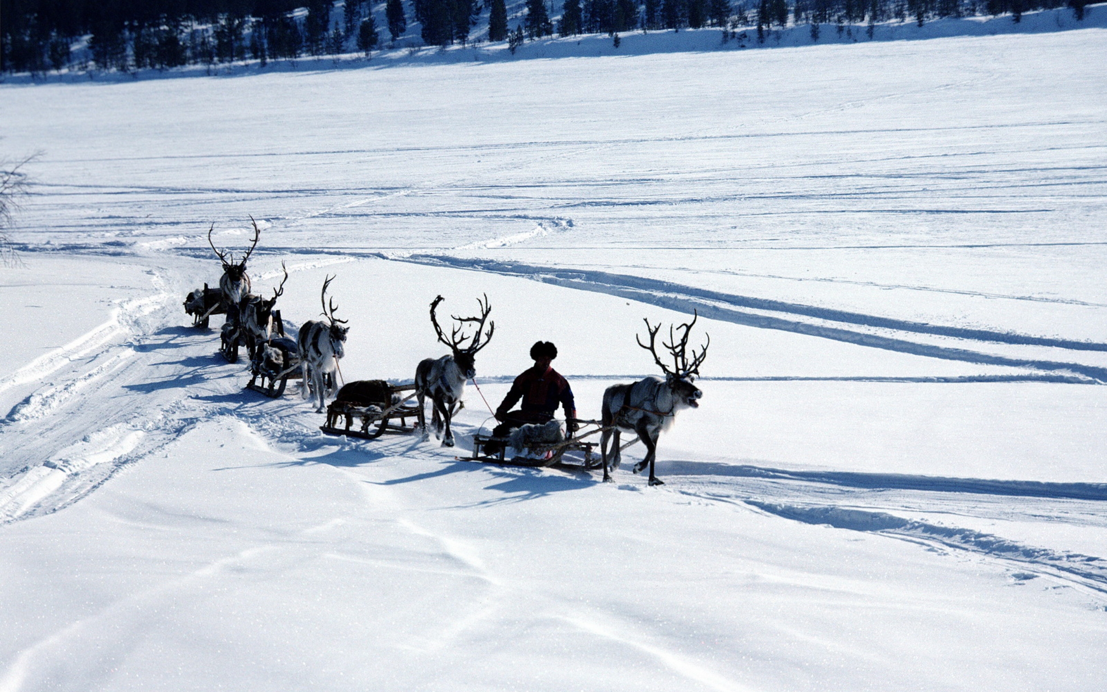 3840x2400 Wallpaper snow deer sledge person transport north pole