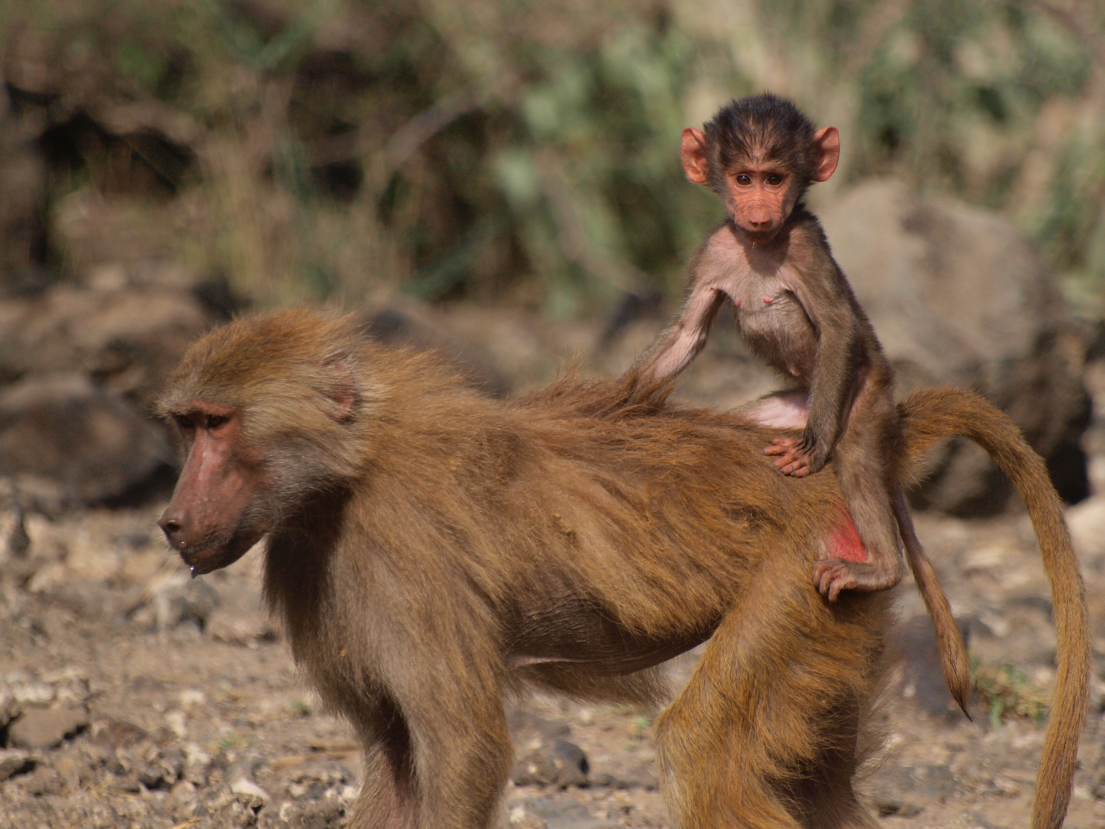 A baby baboon hitches a ride on its mother's back