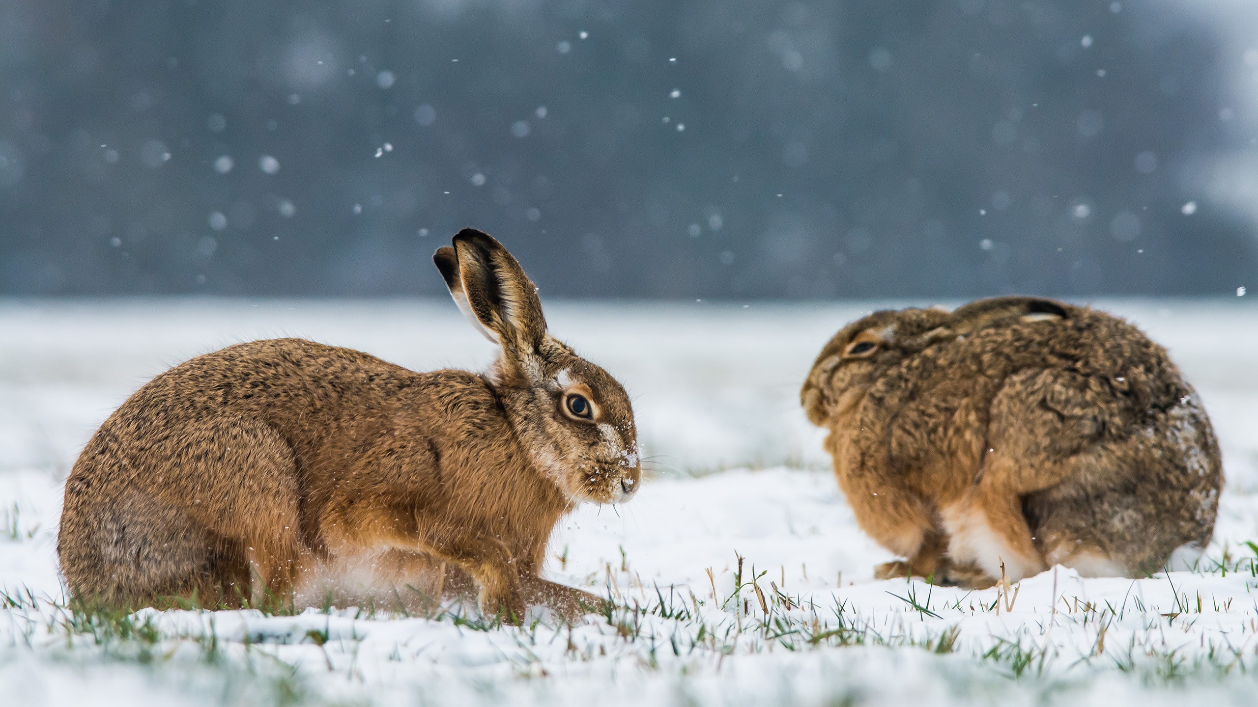 animals Snow Rabbits Winter Wallpapers HD Desktop and Mobile