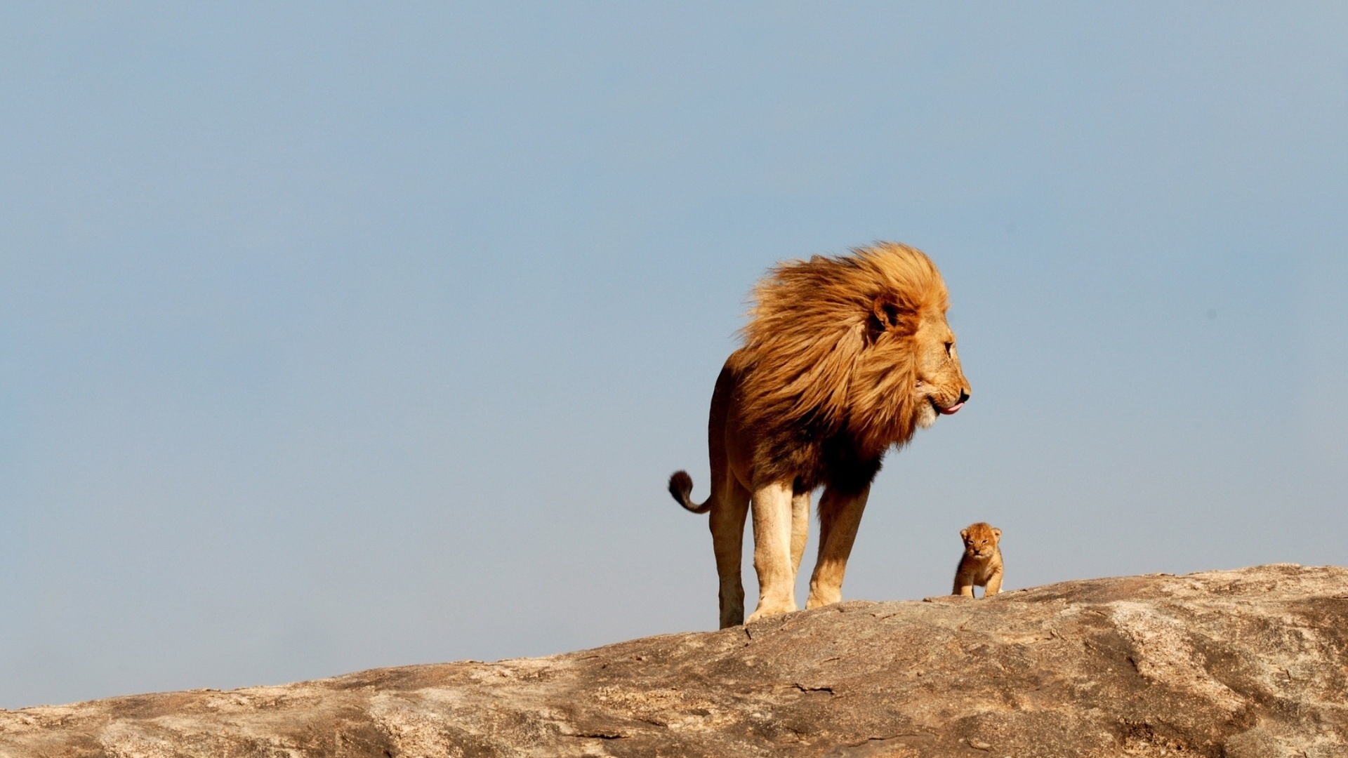 Outstanding Simba Wallpaper The Lion King