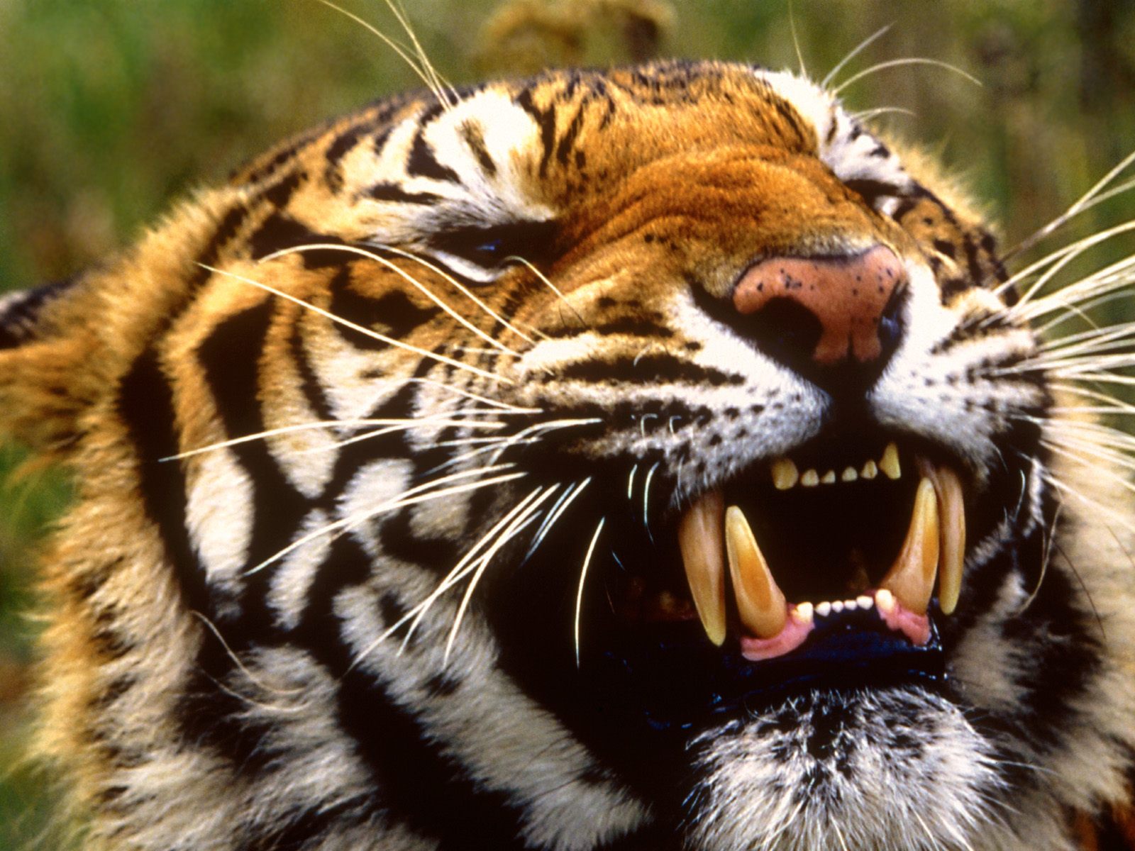 Tigers HD Wallpaper Tiger For Desktop Background