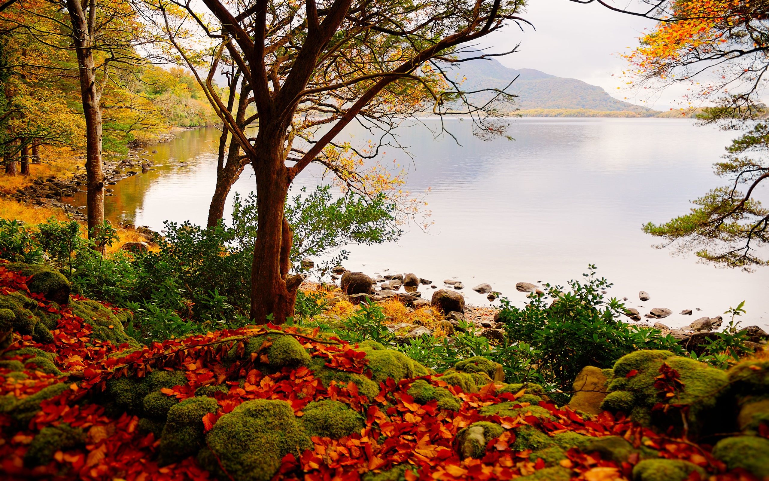 Autumn Forest Lake Beautiful Scenery Wallpaper