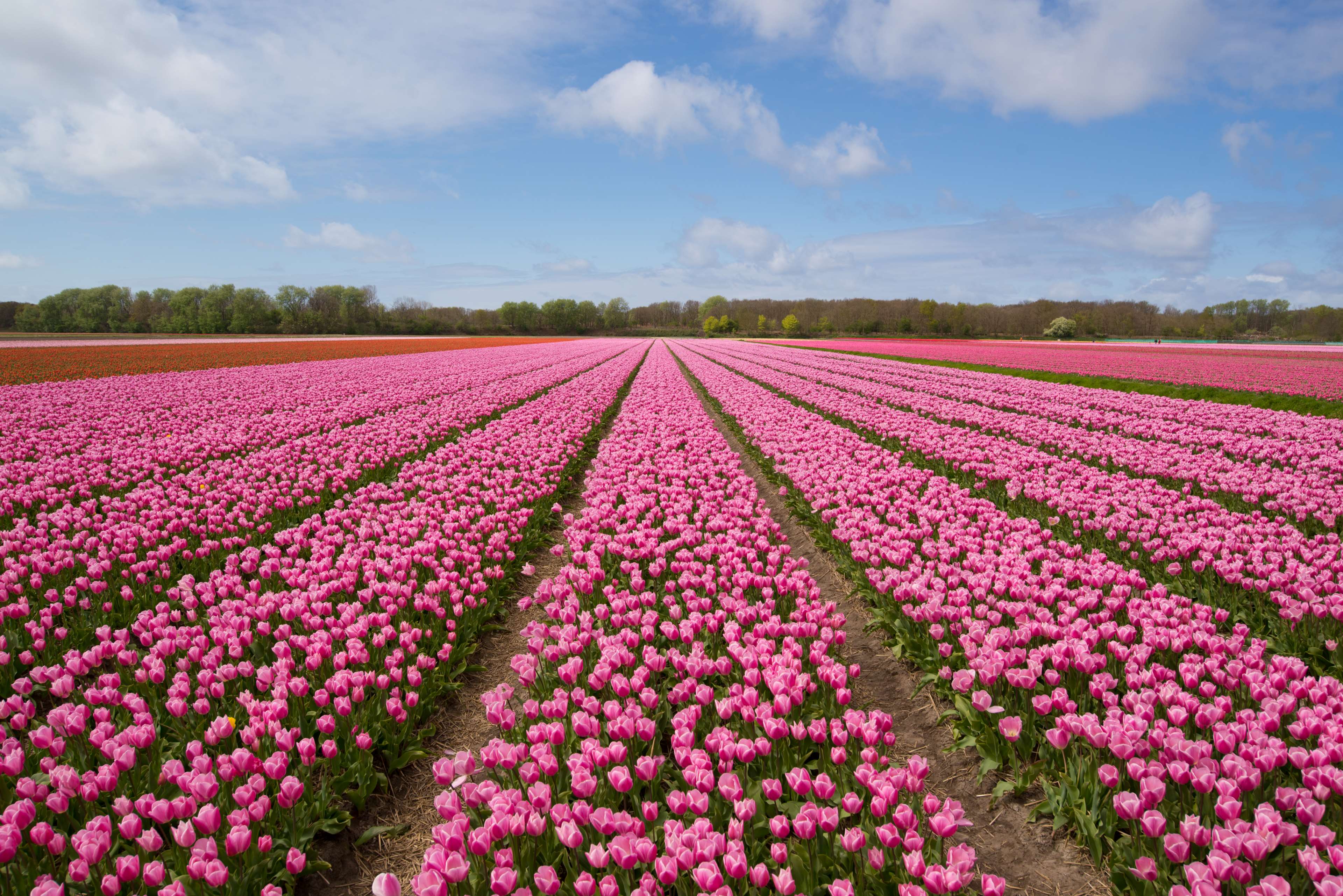 Agriculture Blooming Blossom Cc0 Dutch Culture Field